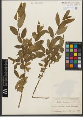 Foto von Salix triandra subsp. triandra L.